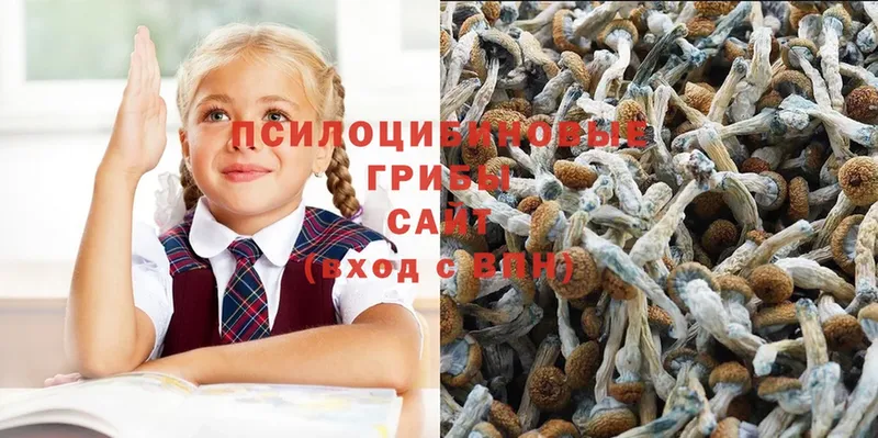 Галлюциногенные грибы Psilocybine cubensis  Бийск 